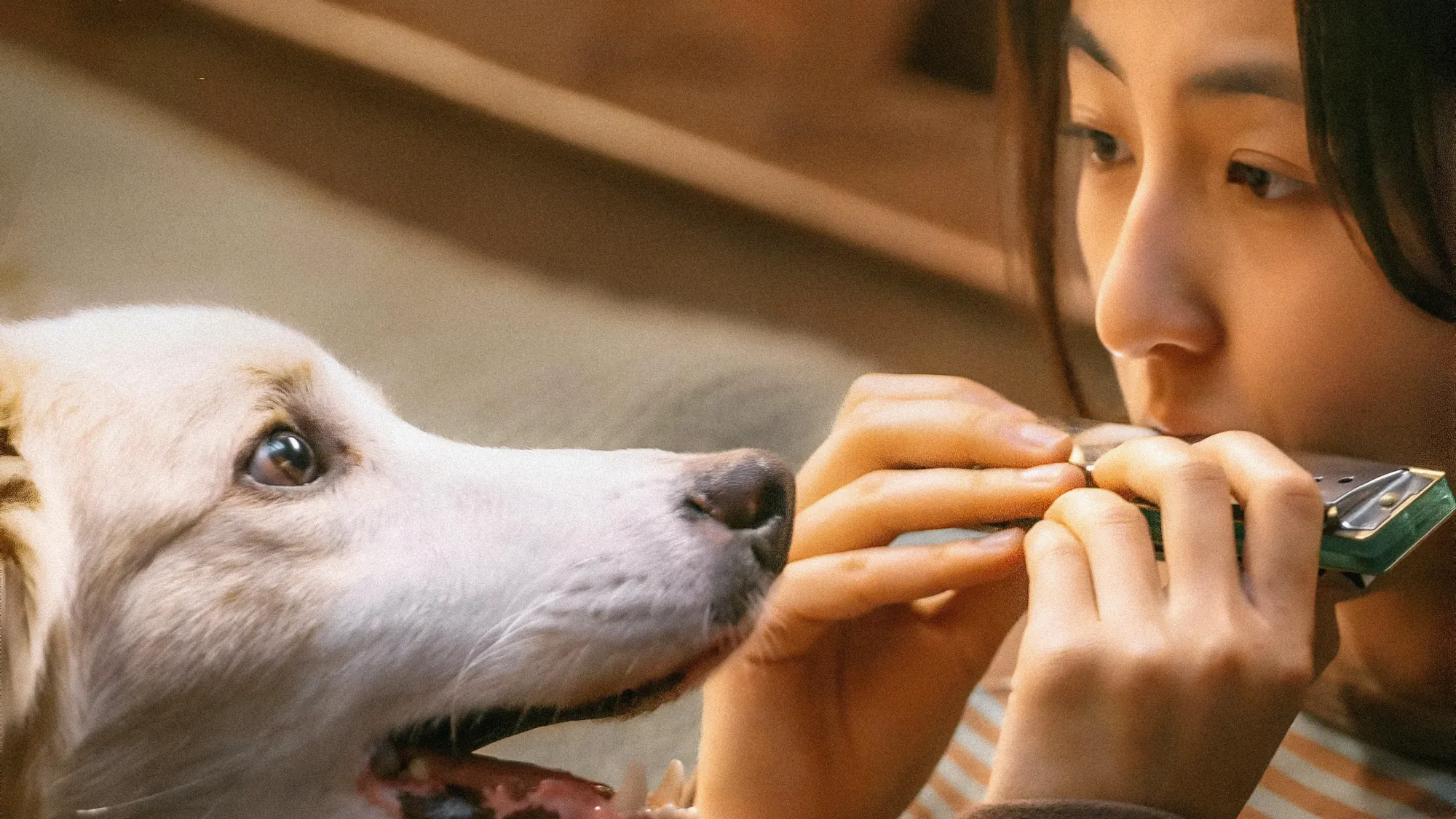 听小满吹口琴的小意